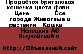 Продаётся британская кошечка цвета фавн › Цена ­ 10 000 - Все города Животные и растения » Кошки   . Ненецкий АО,Выучейский п.